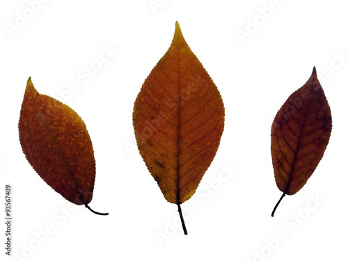 Buchenlaub Herbstfärbung, Anordnung auf Leuchttisch