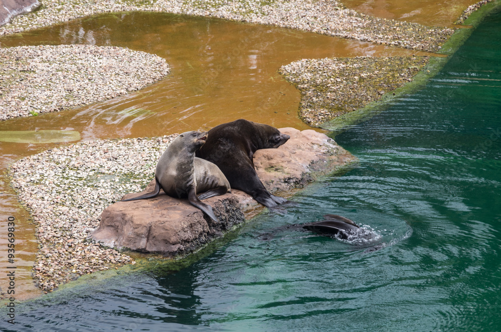 Fototapeta premium seals