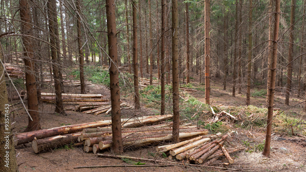Line in spruce forest after controlled logging Line in spruce forest after controlled logging