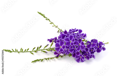 Fototapeta Naklejka Na Ścianę i Meble -  purple flowers isolated on a white background.