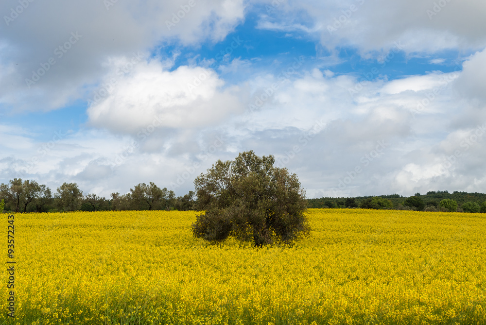 Lone tree in a field with yellow flowers on the Gallipoli peninsula, Turkey