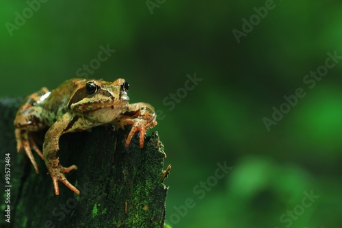 Frog close-up portrait © kichigin19