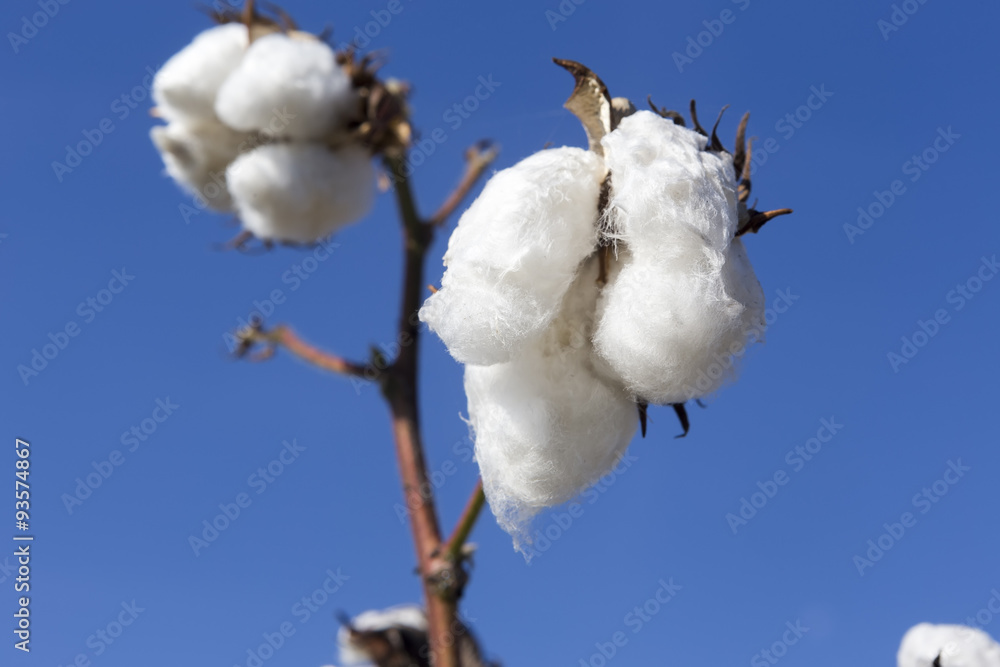 Cotton fields white with ripe cotton ready for harvesting Cotton fields white with ripe cotton ready for harvesting