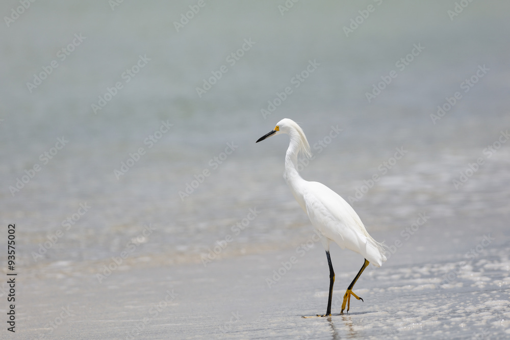 Great Egret Great Egret