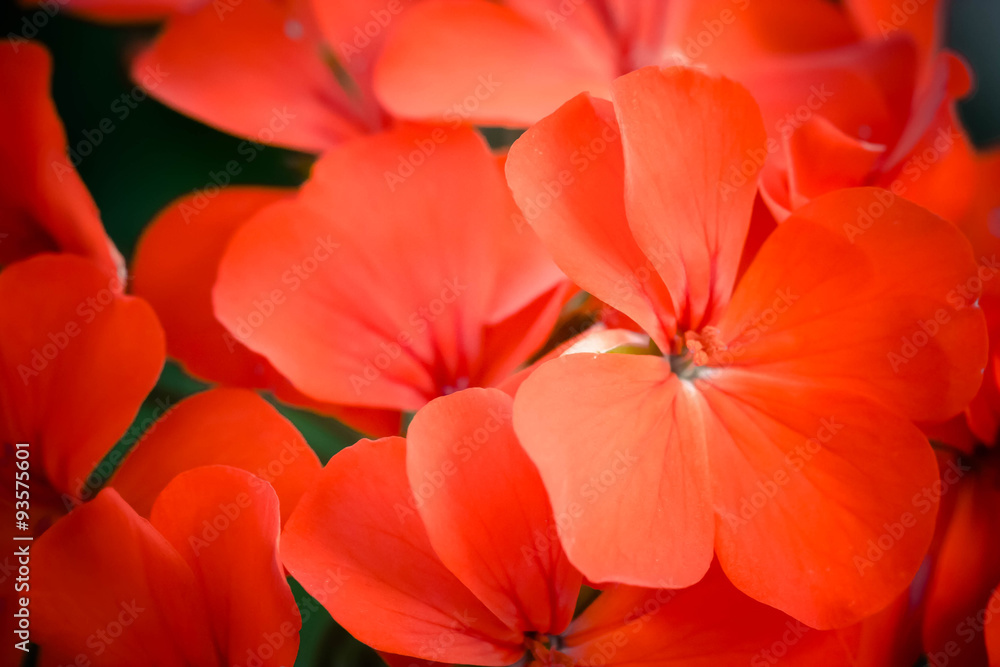 Obraz premium Pétalas Vermelhas