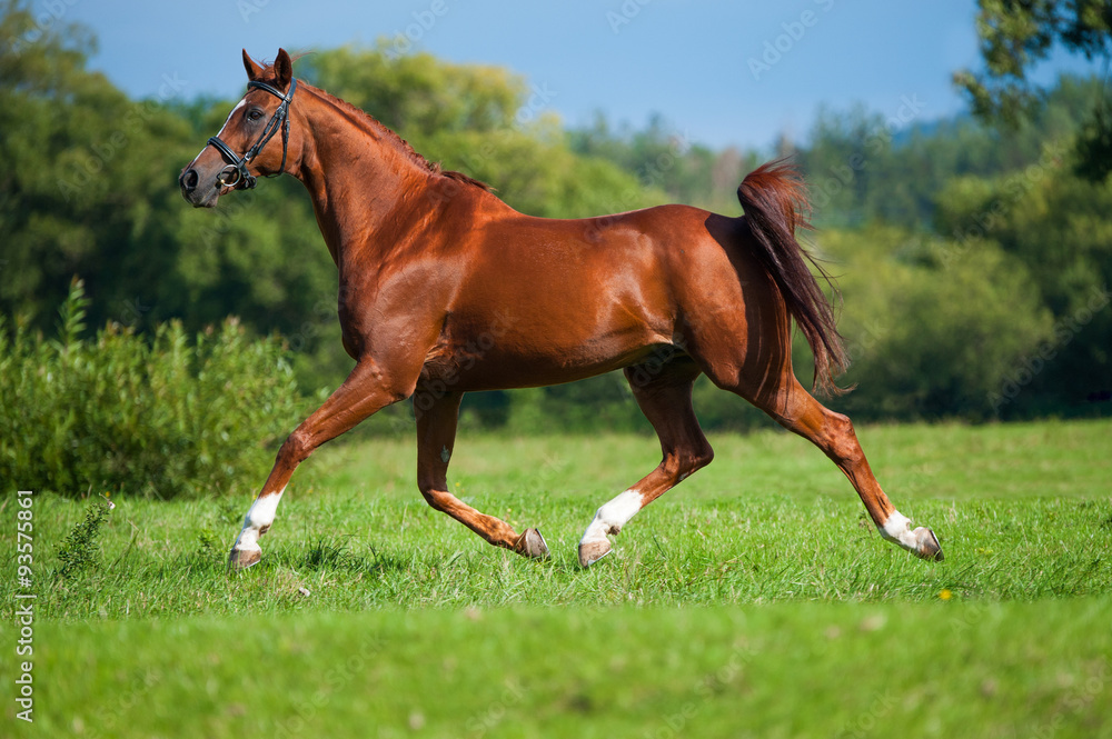 Obraz premium Trabendes Pferd