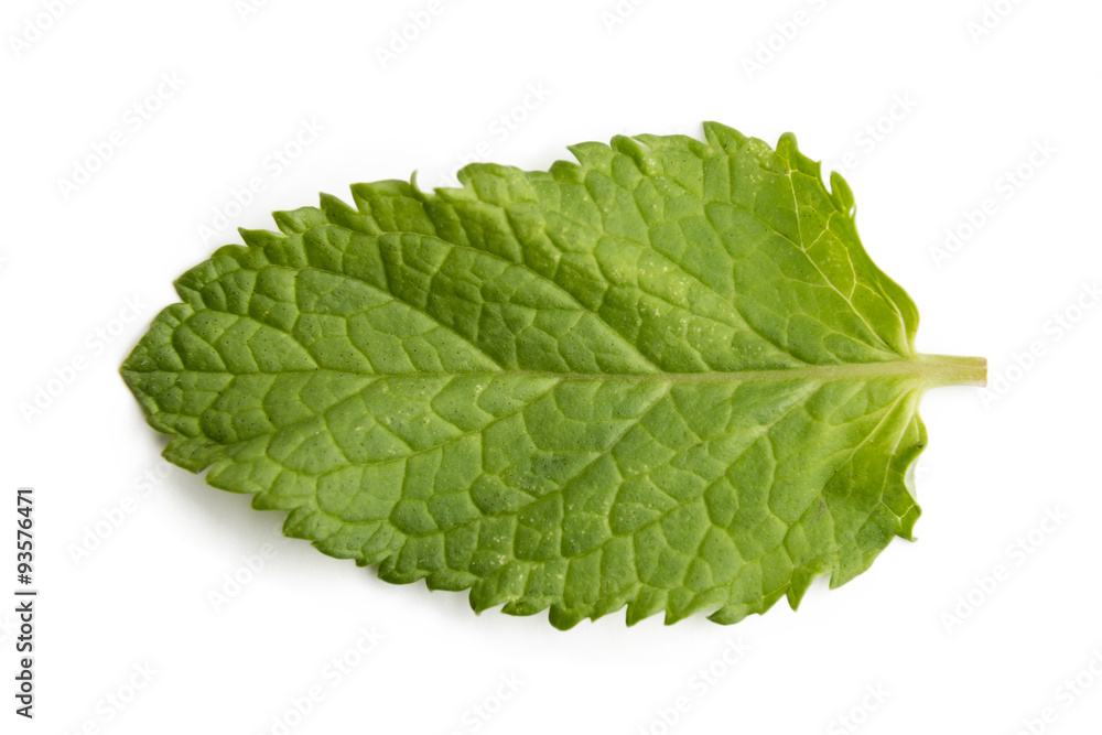 Isolated macro of fresh mint leaf Isolated macro of fresh mint leaf