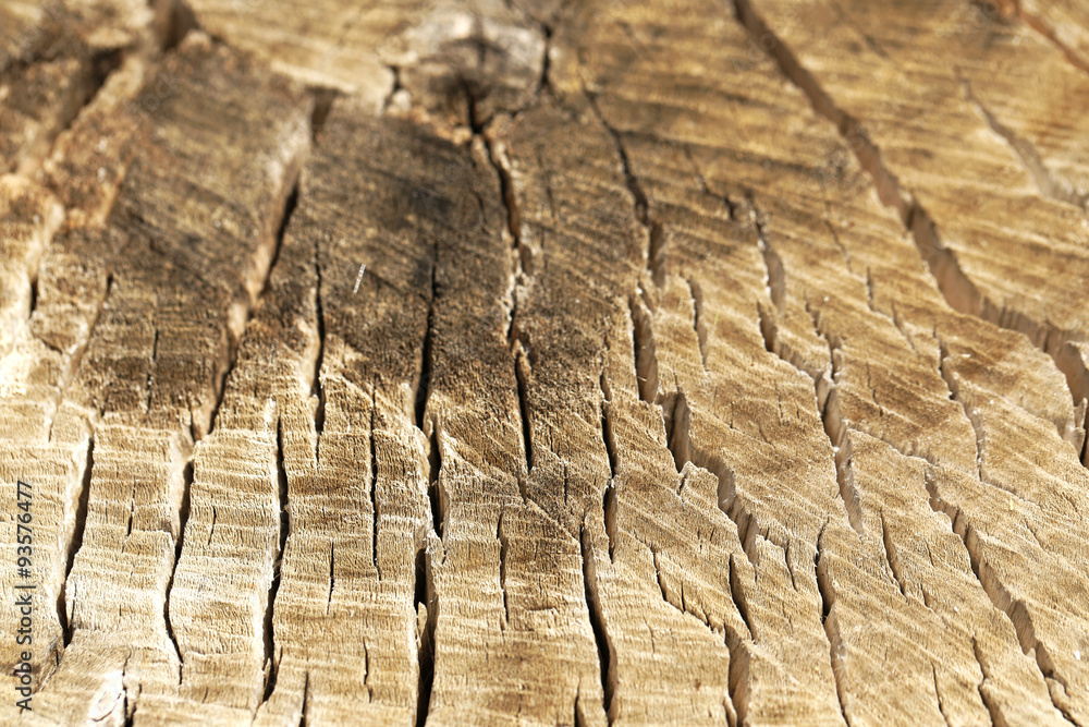 Wooden texture of tree trunk, close up Wooden texture of tree trunk, close up