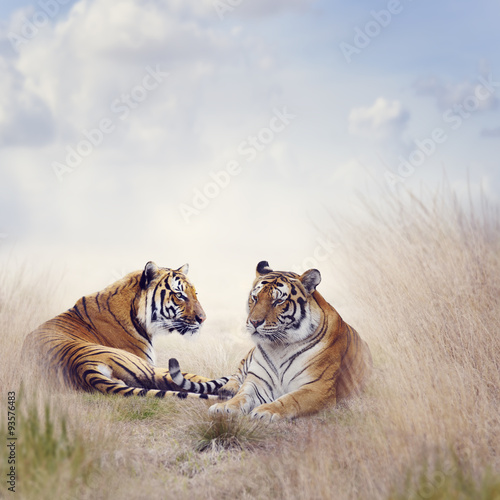 Fototapeta Naklejka Na Ścianę i Meble -  Two Tigers