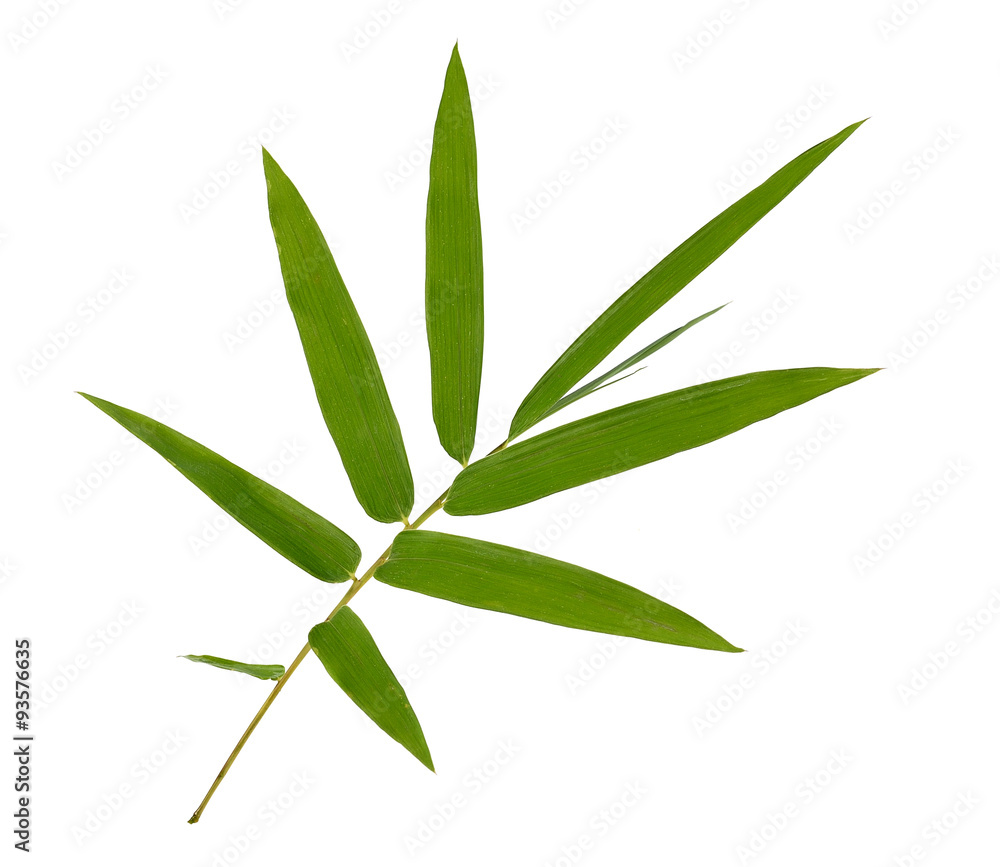 Naklejka premium bamboo leaves isolated on white background