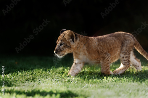 Young lion cub in the wild