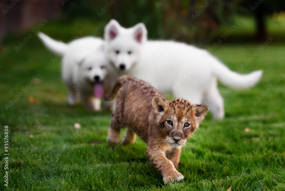 White Swiss Shepherds puppy lying with lion White Swiss Shepherds puppy lying with lion