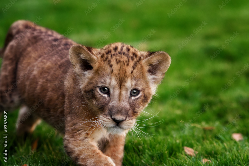 Fototapeta premium Young lion cub in the wild