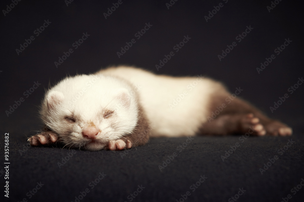 Sleeping ferret boy Sleeping ferret boy