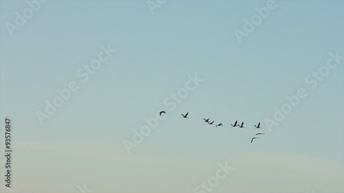 Wallpaper Mural Group of migrating Common Cranes or Eurasian Cranes (Grus Grus) bird flying high up in the air during an autumn sunset. Torontodigital.ca