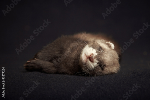 Ferret sleeping on blanket © Couperfield