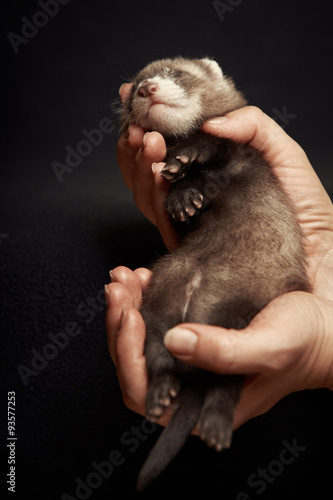 Ferret sleeping in hand