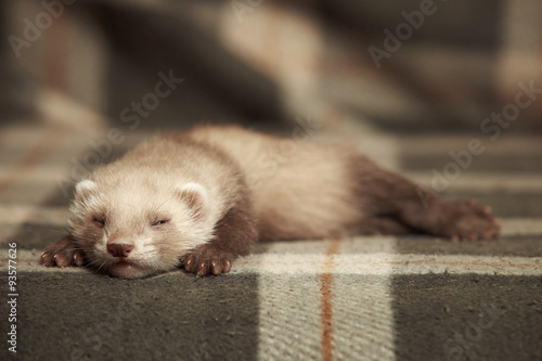 Sleeping young ferret