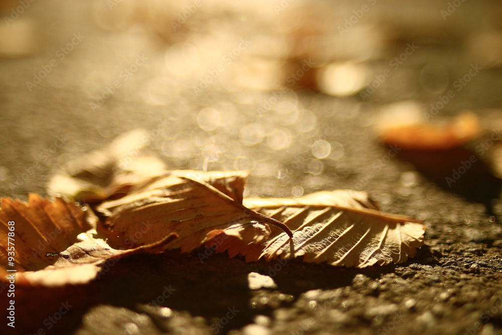 Autumn texture of yellow fallen leaves Autumn texture of yellow fallen leaves