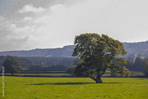 Tree field photo