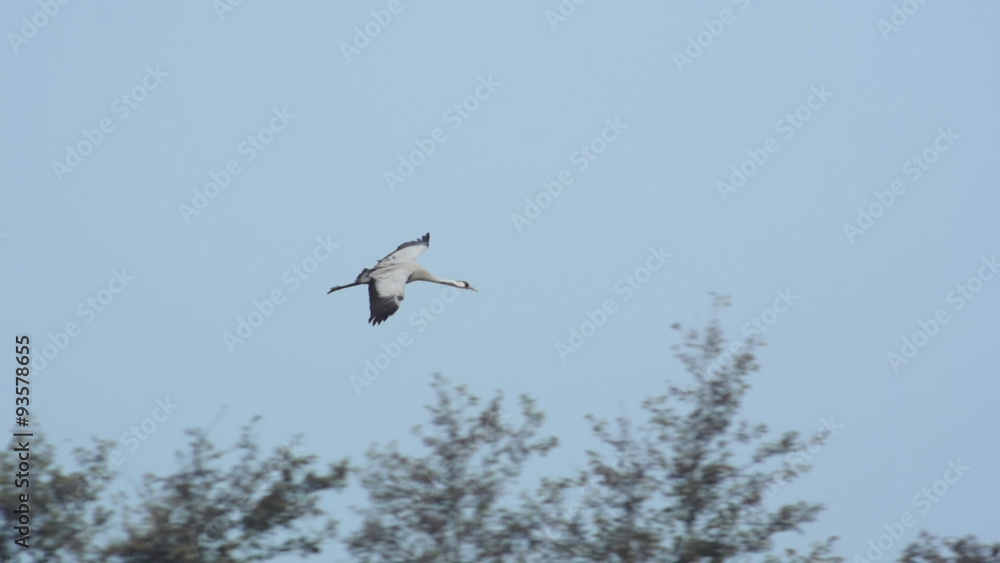 Group of migrating Common Cranes or Eurasian Cranes (Grus Grus) bird flying up in the air during an autumn day. Group of migrating Common Cranes or Eurasian Cranes (Grus Grus) bird flying up in the air during an autumn day.