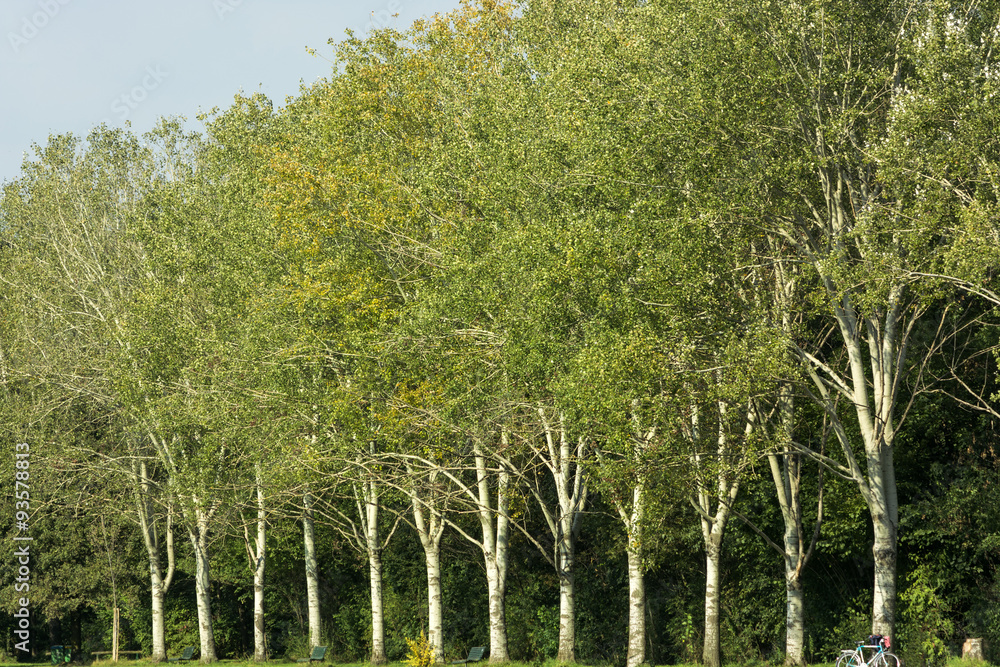 Fototapeta premium Milan: path in the park