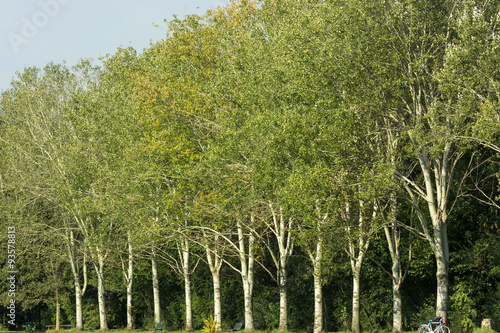 Milan  path in the park