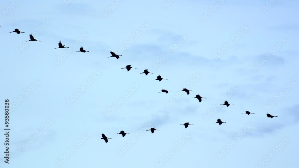 Group of migrating Common Cranes or Eurasian Cranes (Grus Grus) bird flying high up in the air during an autumn day. Group of migrating Common Cranes or Eurasian Cranes (Grus Grus) bird flying high up in the air during an autumn day.