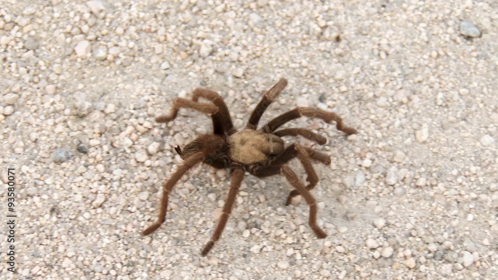 A Desert Tarantula, Aphonopelma Iodium, walks across a dirt road in Joshua Tree National Park, 4K Ultra HD A Desert Tarantula, Aphonopelma Iodium, walks across a dirt road in Joshua Tree National Park, 4K Ultra HD