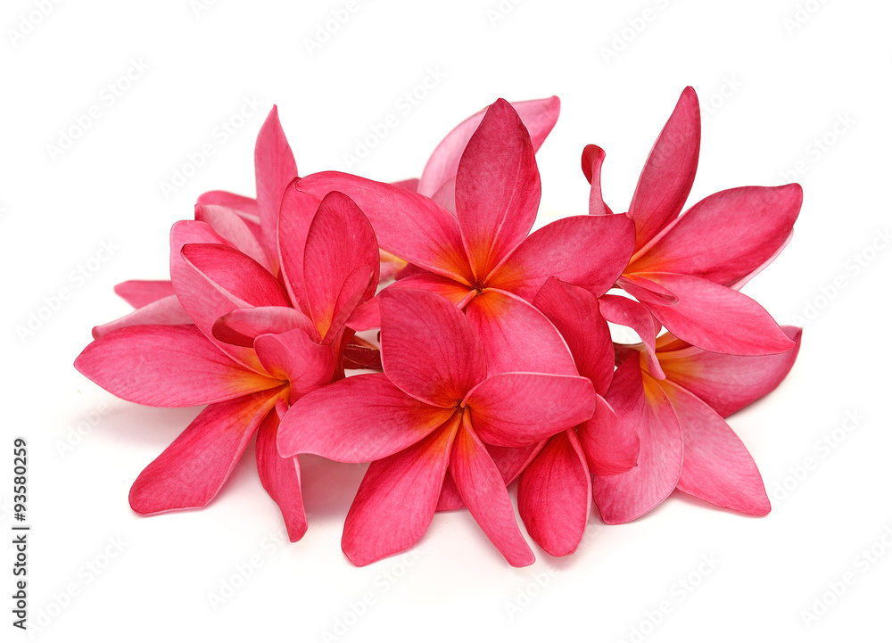 Tropical flowers frangipani (plumeria) isolated on white backgro