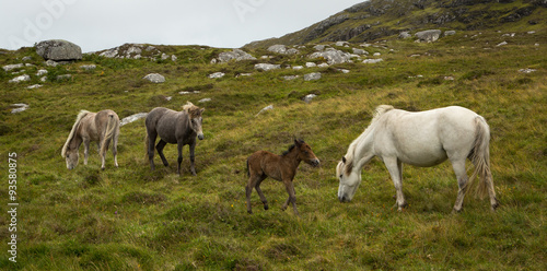 Eriskay Ponies