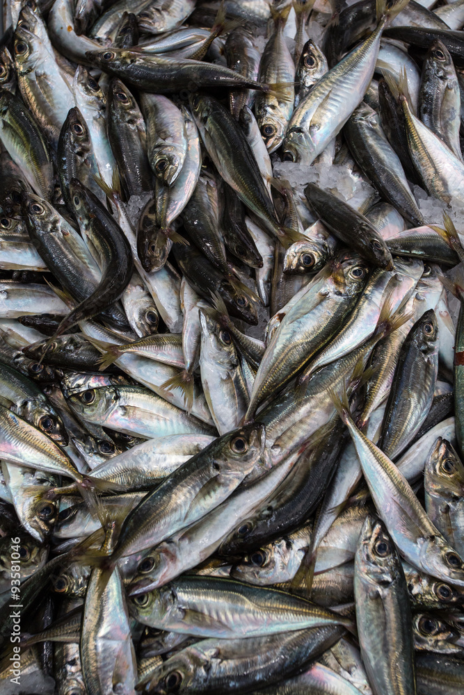 Fish Fish