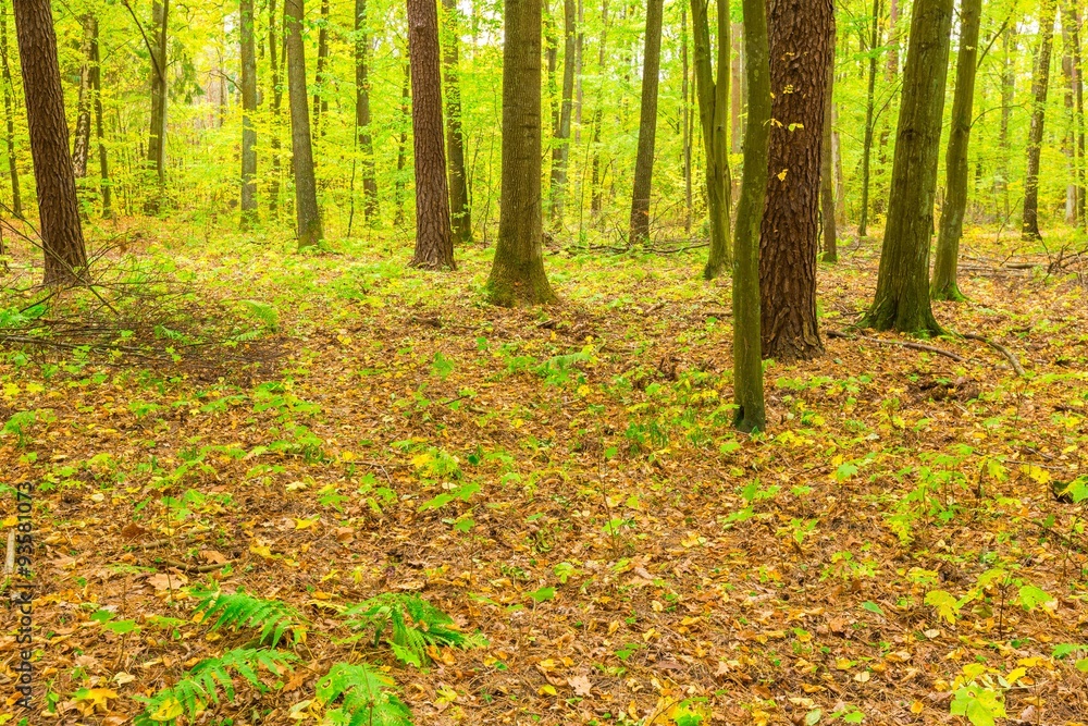 Fototapeta premium Autumnal forest landscape