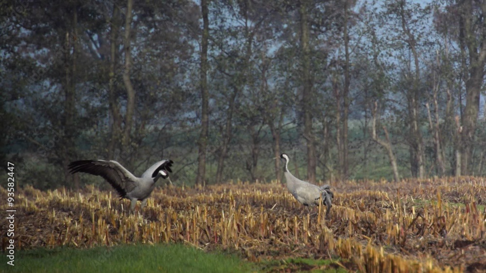 Group of migrating Common Cranes or Eurasian Cranes (Grus Grus) bird standing and feeding in a corn field. Group of migrating Common Cranes or Eurasian Cranes (Grus Grus) bird standing and feeding in a corn field.