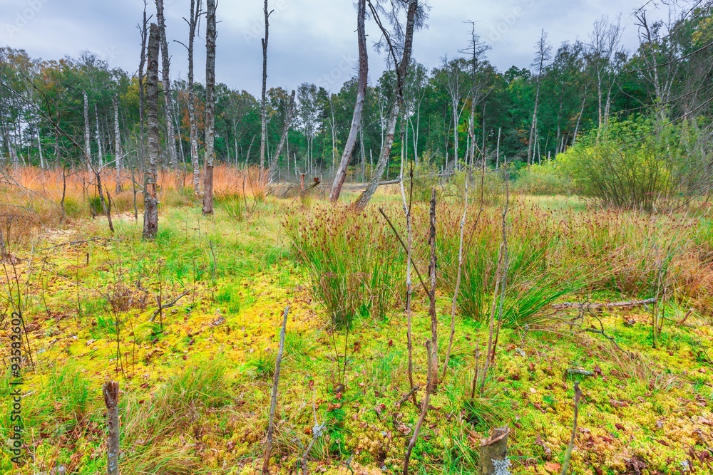 Colorful landscape with wetlands and dead trees