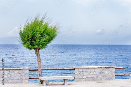 tree with sea view