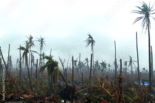 Coconut tree destroyed by storm photo