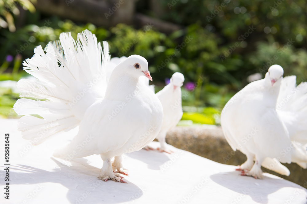cute white birds in the garden cute white birds in the garden