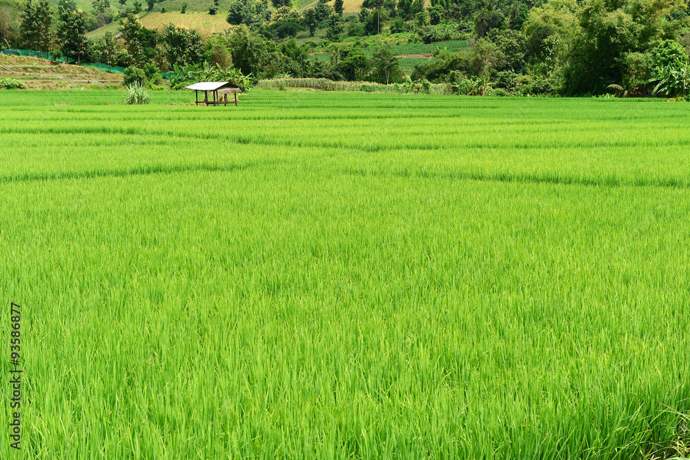 Green rice fields in Thailand.