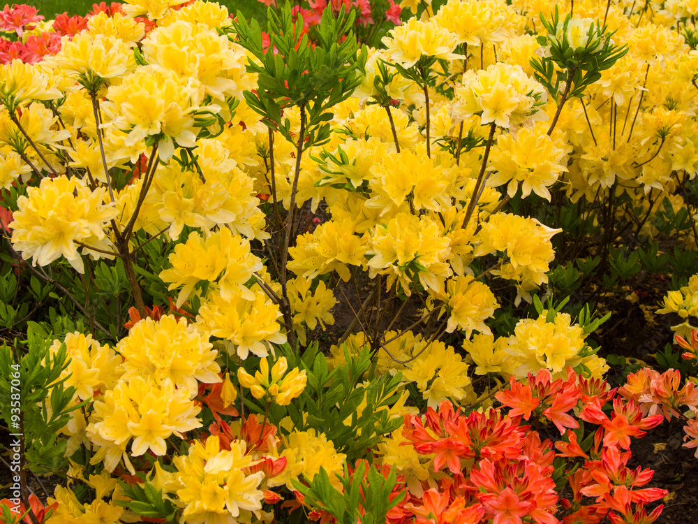 Yellow and Red Flowers Yellow and Red Flowers