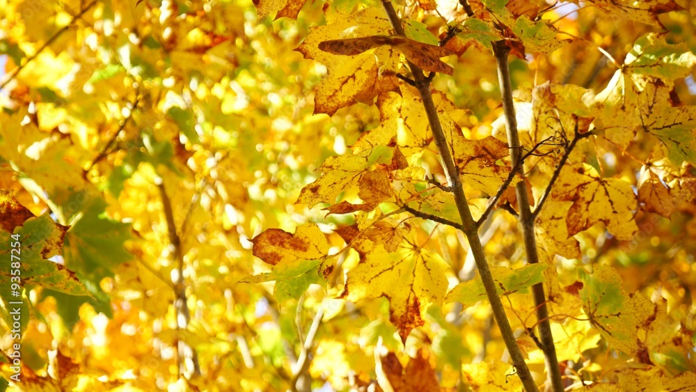 Yellow maple leaf in autumn
Yellow maple leaf in autumn