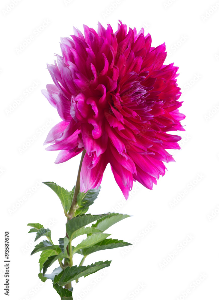 pink dahlia on a long stalk pink dahlia on a long stalk