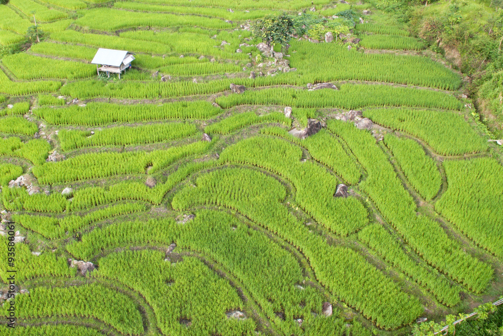 Green Terraced Rice Field in Chiangmai, Thailand
