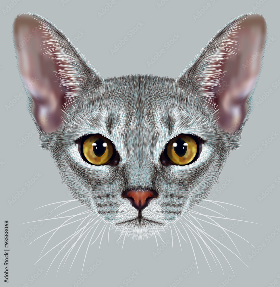 Abyssinian tabby best sale