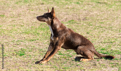 Fotografie Australian kelpie pure bred working dog