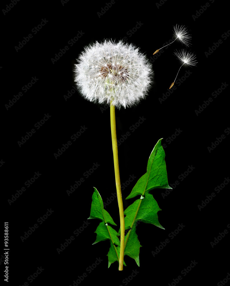 Fototapeta premium Dandelion on a black background