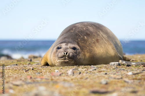 Southern Elephant Seal cow