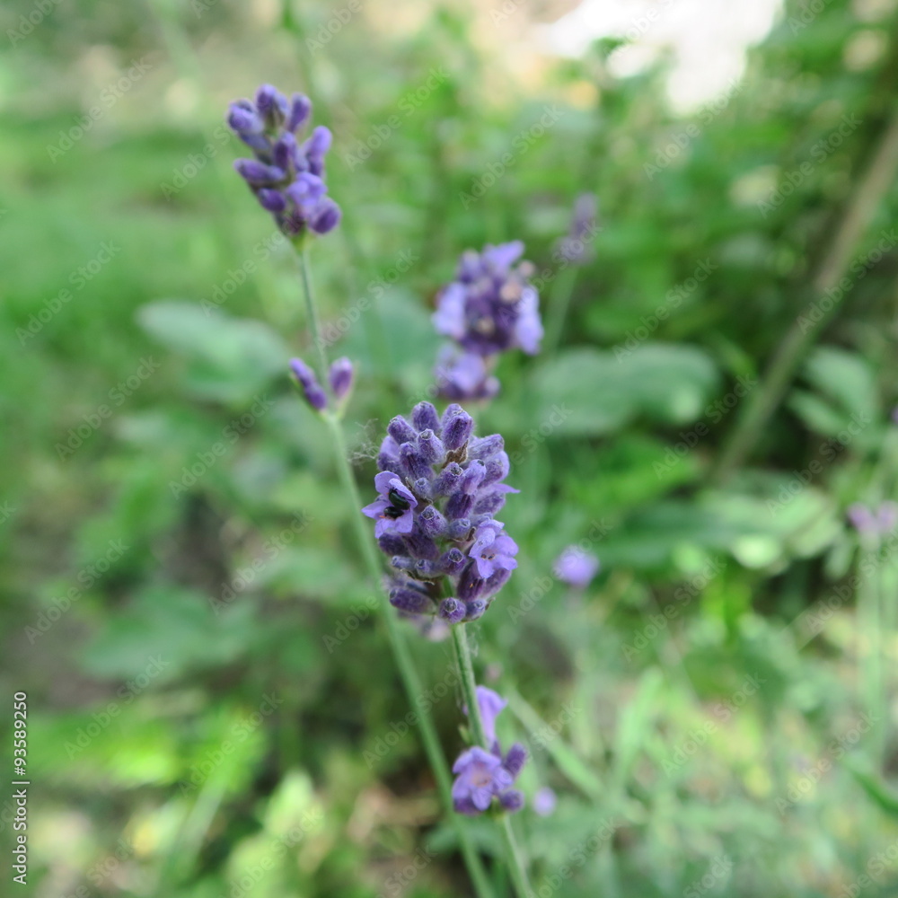 Lavandula angustifolia Lavandula angustifolia