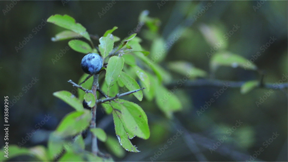 The fruit of sloes on the branch swaying in the wind, taken at close range.
The fruit of sloes on the branch swaying in the wind, taken at close range.