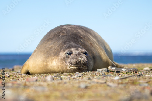 Southern Elephant Seal cow (Mirounga leonina)